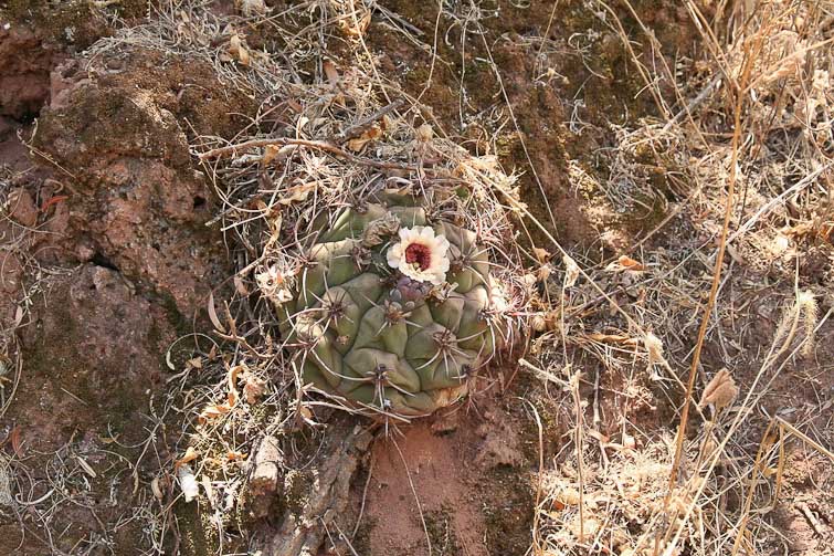 Gymnocalycium pflanzii
